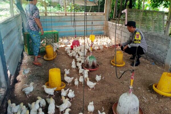 Program Pekarangan Pangan Bergizi di Gumbrih Didukung Penuh oleh Bhabinkamtibmas