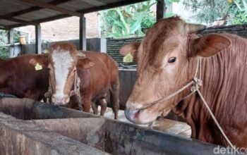 Kota Malang Tangani Pmk, 2 Sapi Dipotong Untuk Cegah Penyebaran