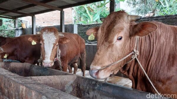 Kota Malang Tangani Pmk, 2 Sapi Dipotong Untuk Cegah Penyebaran