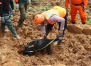 Pekalongan Diguncang Longsor, Tim K 9 Polda Jateng Temukan Bayi Yang