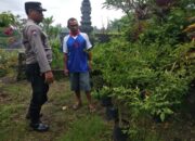 Pekarangan Bergizi, Solusi Ketahanan Pangan dari Bhabinkamtibmas Yehembang Kauh