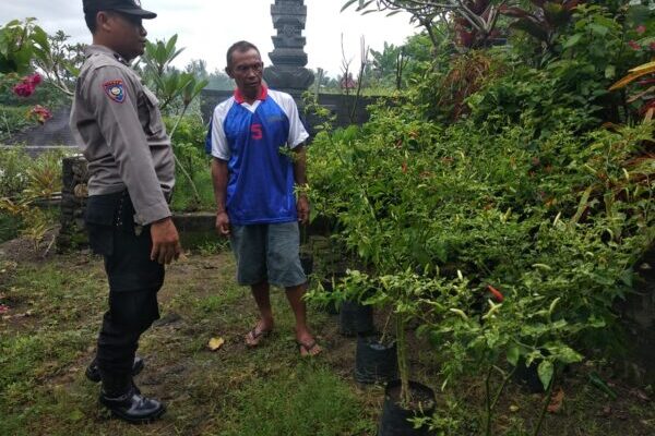 Pekarangan Bergizi, Solusi Ketahanan Pangan dari Bhabinkamtibmas Yehembang Kauh