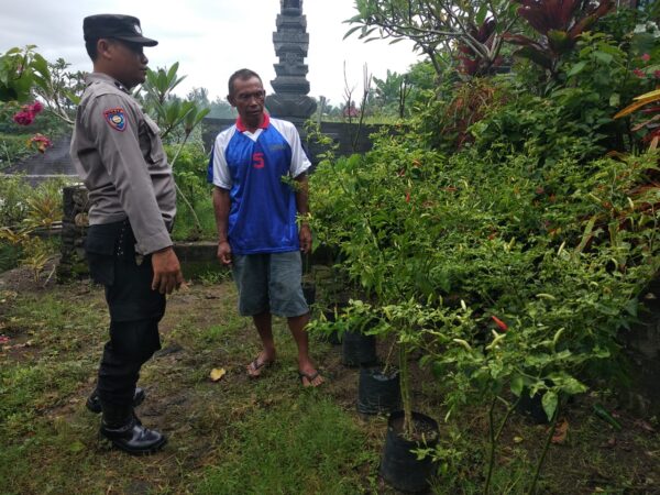 Pekarangan Bergizi, Solusi Ketahanan Pangan Dari Bhabinkamtibmas Yehembang Kauh