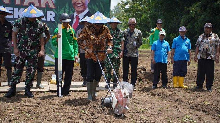 Penanaman Jagung 8 Hektare Di Karanganyar, Komitmen Wujudkan Swasembada Pangan