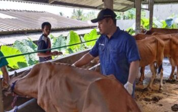 Pengawasan Ketat Dan Vaksinasi Ternak, Langkah Banyumas Cegah Pmk