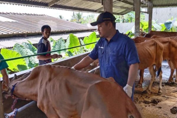 Pengawasan Ketat Dan Vaksinasi Ternak, Langkah Banyumas Cegah Pmk