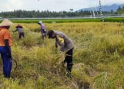 Bhabinkamtibmas Desa Pergung Ambil Bagian dalam Swasembada Pangan