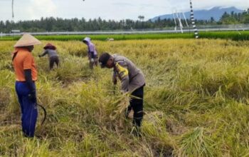 Peran Bhabinkamtibmas Desa Pergung Dalam Mendukung Swasembada Pangan