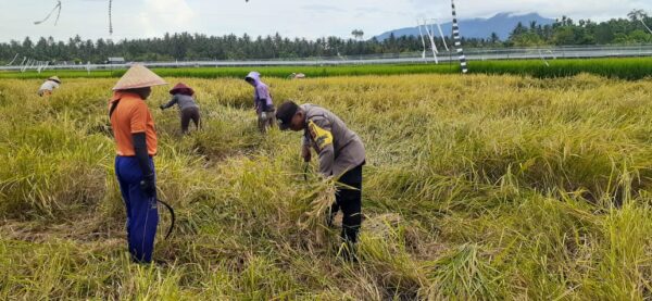 Peran Bhabinkamtibmas Desa Pergung Dalam Mendukung Swasembada Pangan