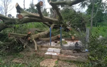 Pohon Beringin Raksasa Di Situs Tepak Noto Tumbang, Diduga Akibat