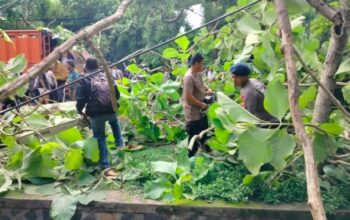 Pohon Tumbang Ganggu Lalu Lintas Denpasar Gilimanuk, Polsek Langsung Bertindak