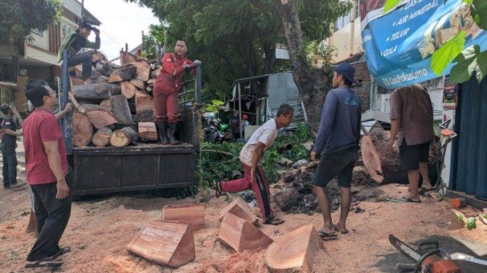 Pohon Tumbang Di Condrokusumo Semarang, Akibat Terjangan Angin Kencang