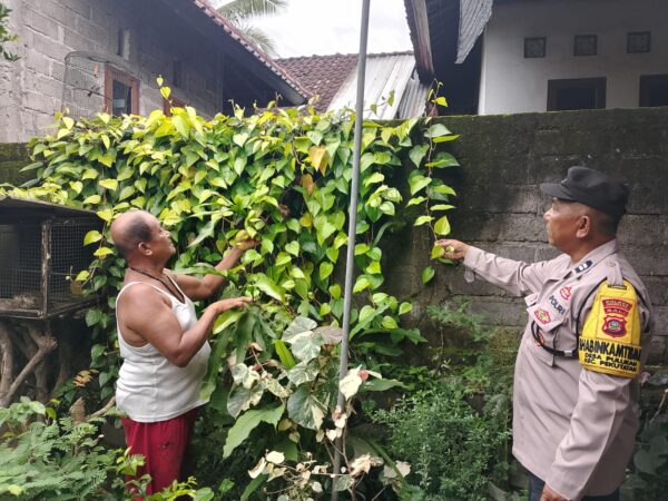 Polri Berperan Dalam Ketahanan Pangan, Bhabinkamtibmas Pekutatan Aktif Monitor Pekarangan