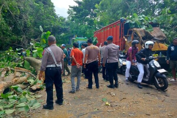 Polsek Gilimanuk Sigap Evakuasi Pohon Tumbang di Jalur Utama Denpasar-Gilimanuk