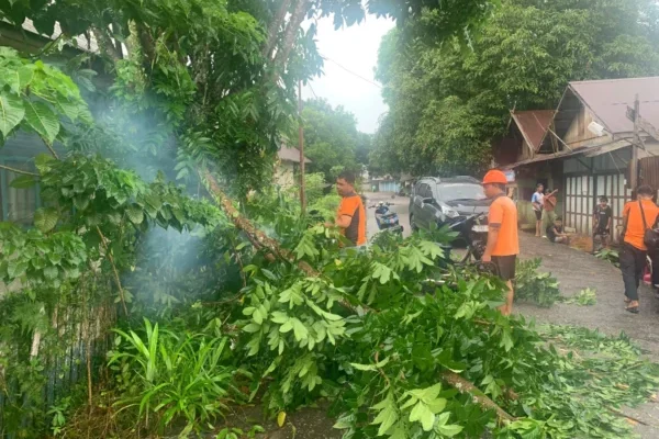 BPBD Lamandau Evakuasi Pohon Tumbang di Nanga Bulik, Situasi Kembali Normal