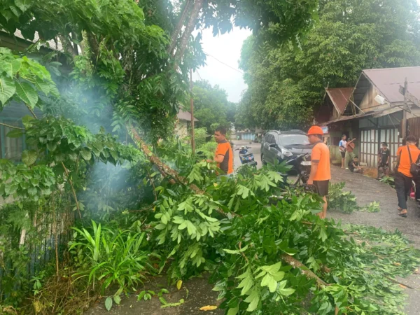 Respons Cepat! Bpbd Lamandau Evakuasi Pohon Tumbang Di Nanga Bulik