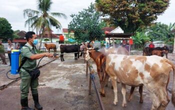 Ribuan Sapi Di Jateng Positif Pmk, Peternak Cemas