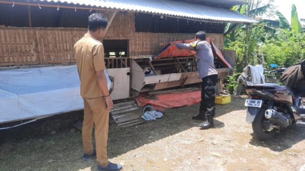 Cegah Penyebaran PMK, Bhabinkamtibmas Polsek Demak Turun ke Lapangan SosialisasiDEMAK – Dalam upaya mencegah penyebaran Penyakit Mulut dan Kaki (PMK) pada hewan ternak, Bhabinkamtibmas Polsek Demak aktif memberikan sosialisasi di desa dan kelurahan binaan yang berada di wilayah Kecamatan Demak.  Kegiatan ini dilakukan serentak pada Selasa (7/1/2025) untuk memberikan edukasi kepada para peternak mengenai penyebab, penularan, dan cara pencegahan penyakit tersebut.  Salah satu kegiatan dilaksanakan di Desa Cabean, di mana Aipda Maryanto mengunjungi peternakan kambing milik Bapak Aris Subur.  Dalam kesempatan tersebut, Maryanto memberikan penjelasan mengenai langkah-langkah untuk menjaga kebersihan dan kesehatan hewan ternak.  “Peternak diimbau untuk rutin memeriksa kondisi hewan ternaknya, menjaga kebersihan kandang dengan membersihkan setiap hari, serta memisahkan wadah makanan dan minuman agar higienis. Pastikan juga pakan dan air yang diberikan dalam kondisi segar,” ujar Maryanto.  Ia juga menambahkan pentingnya tindakan cepat apabila ditemukan hewan ternak yang menunjukkan gejala sakit.  “Segera pisahkan hewan yang sakit dari yang lain dan laporkan kepada Bhabinkamtibmas, Babinsa, atau perangkat desa setempat. Dengan demikian, Dinas Peternakan Kabupaten Demak dapat segera melakukan pemeriksaan dan penanganan untuk mencegah penularan lebih lanjut,” jelasnya.  Sosialisasi ini merupakan wujud kepedulian Polri terhadap kesehatan hewan ternak masyarakat.  Selain itu, kegiatan ini bertujuan agar peternak memahami ciri-ciri hewan yang terinfeksi PMK serta langkah-langkah pencegahannya.  “Melalui sosialisasi ini, kami berharap para peternak dapat meningkatkan kewaspadaan dan mampu menjaga kesehatan hewan ternaknya agar terhindar dari penyakit menular seperti PMK,” tutup Maryanto.  Dengan adanya edukasi ini, Polsek Demak berharap masyarakat, khususnya para peternak, dapat bersama-sama mencegah penyebaran PMK di wilayah mereka.     Polda Jateng, Kapolda Jateng, Irjen Pol Ribut Hari Wibowo, Wakapolda Jateng, Brigjen Pol Agus Suryonugroho, Kabidhumas Polda Jateng, Kombes Pol Artanto, Jawa Tengah, Jateng, AKBP Sigit, AKBP Erick Budi Santoso, Iptu Mohammad Bimo Seno, Kombes Pol Ari Wibowo, Kompol Muhammad Fachrur Rozi, Artanto, Ribut Hari Wibowo