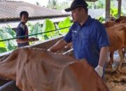 Vaksin Pmk Tahap I Untuk 1.900 Sapi Di Banyumas, Upaya