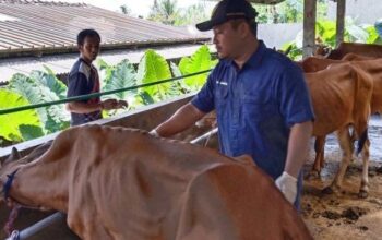 Vaksin Pmk Tahap I Untuk 1.900 Sapi Di Banyumas, Upaya