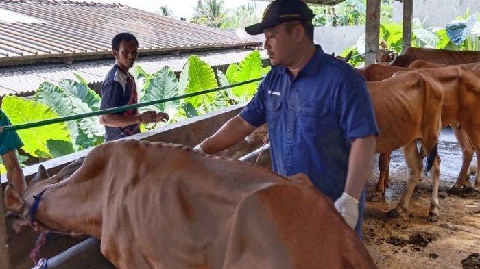 1.900 Sapi di Banyumas Dijadwalkan Terima Vaksin PMK Tahap I untuk Cegah Penyebaran