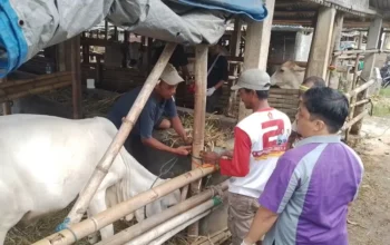 Waspada Pmk, Peternak Banyumas Batasi Pergerakan Hewan Dengan Karantina