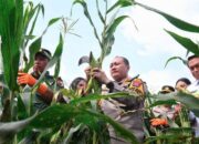 Ajak Mahasiswa, Polresta Malang Kota Gelar Panen Raya Varietas Jagung