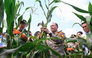 Ajak Mahasiswa, Polresta Malang Kota Gelar Panen Raya Varietas Jagung