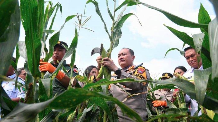 Ajak Mahasiswa, Polresta Malang Kota Gelar Panen Raya Varietas Jagung