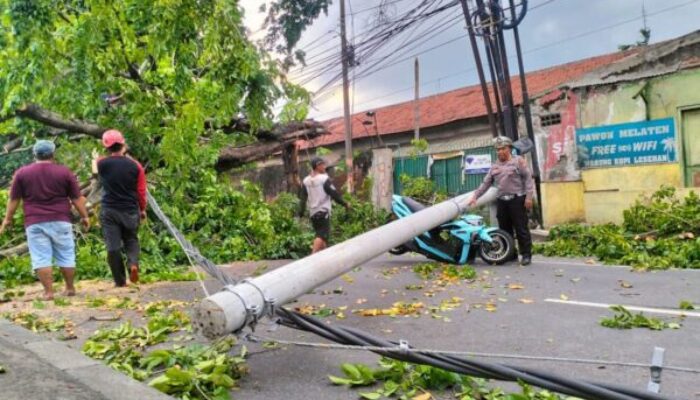 Pohon dan Tiang Listrik Tumbang Diterjang Angin Kencang, Lalu Lintas Malang-Surabaya Tersendat