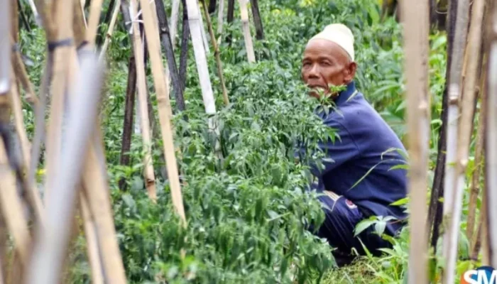 Angin Kencang Terjang Semarang, Lahan Cabai Rusak Parah