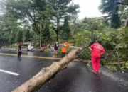 Angin Kencang Terjang Semarang, 20 Pohon Tumbang Halangi Jalan