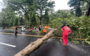 Angin Kencang Terjang Semarang, 20 Pohon Tumbang Halangi Jalan