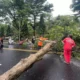 Angin Kencang Terjang Semarang, 20 Pohon Tumbang Halangi Jalan