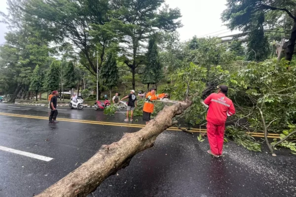 Angin Kencang Terjang Semarang, 20 Pohon Tumbang Halangi Jalan