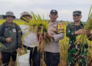 Bhabinkamtibmas Desa Pergung Turun Ke Sawah, Pastikan Hasil Ubinan Padi