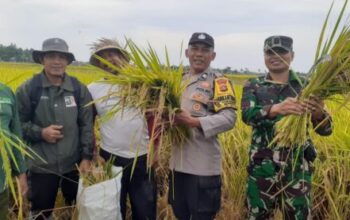 Bhabinkamtibmas Desa Pergung Turun Ke Sawah, Pastikan Hasil Ubinan Padi