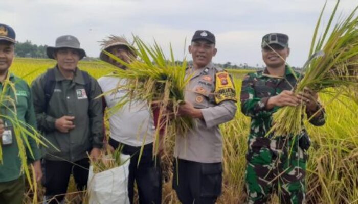 Bhabinkamtibmas Desa Pergung Dampingi Ubinan Padi untuk Dukung Swasembada Pangan