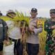 Bhabinkamtibmas Desa Pergung Turun Ke Sawah, Pastikan Hasil Ubinan Padi