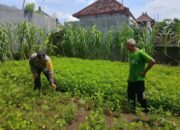 Bhabinkamtibmas Polsek Negara Bantu Warga Kembangkan Pekarangan Bergizi Di Jembrana