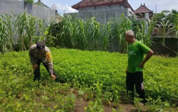 Bhabinkamtibmas Polsek Negara Bantu Warga Kembangkan Pekarangan Bergizi Di Jembrana