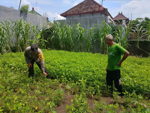 Bhabinkamtibmas Polsek Negara Bantu Warga Kembangkan Pekarangan Bergizi Di Jembrana