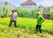 Bhabinkamtibmas Polsek Negara Turun Ke Lapangan Pantau Program Pekarangan Bergizi