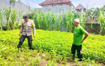 Bhabinkamtibmas Polsek Negara Turun Ke Lapangan Pantau Program Pekarangan Bergizi