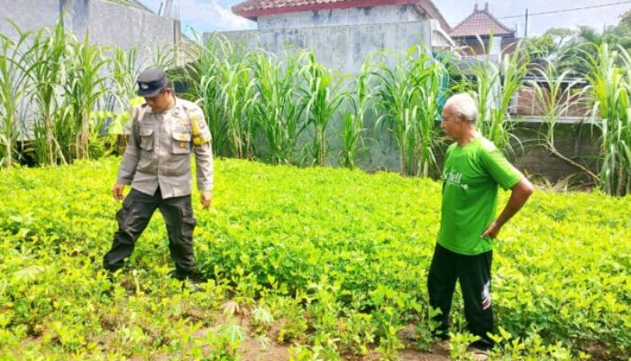 Bhabinkamtibmas Polsek Negara Turun ke Lapangan Pantau Program Pekarangan Bergizi