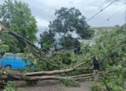 Cuaca Ekstrem Di Malang, Angin Kencang Dan Longsor Sebabkan Pohon