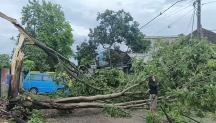 Cuaca Ekstrem di Malang, Angin Kencang dan Longsor Sebabkan Pohon Bertumbangan