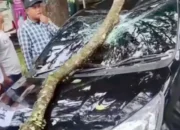 Dahan Pohon Tumbang Timpa Mobil Di Jalan Bandung Kota Malang,