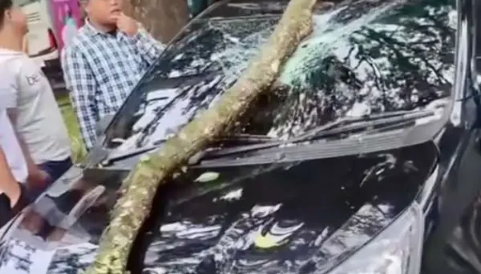 Dahan Pohon Tumbang Timpa Mobil di Jalan Bandung Kota Malang, Kerugian Belasan Juta