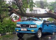 Hujan Deras, Pohon Tumbang Timpa Panther di Semarang, Satu Keluarga Terluka